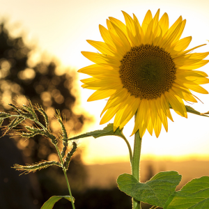 single sunflower with sunset in background